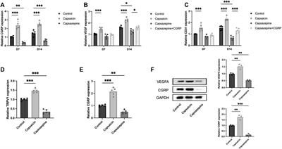 Sensory neuron transient receptor potential vanilloid-1 channel regulates angiogenesis through CGRP in vivo